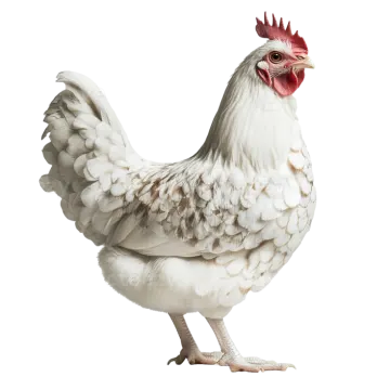 a white chicken with a red comb on its head