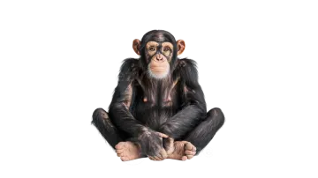 a monkey sitting on the floor and looking up