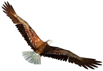 an eagle flying in the air with its wings spread