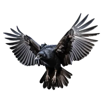 a black bird with its wings spread out