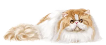 a brown and white cat with long hair