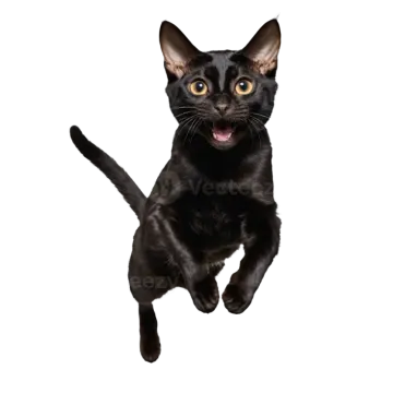 a black cat is jumping in the air