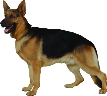 a german shepherd dog standing on a white background