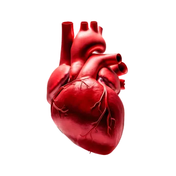 a red heart on a white background