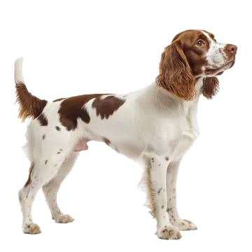 a brown and white dog standing on a white background