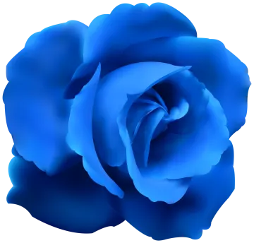 a blue rose on a white background