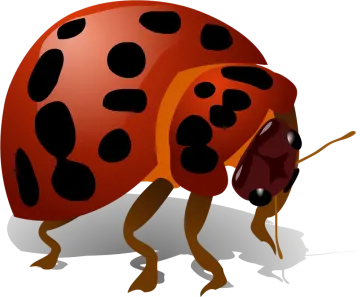 a lady bug with black spots on its body