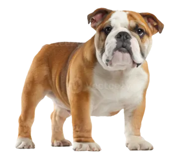 a small brown and white dog standing on a white background