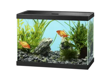 a fish tank filled with plants and rocks