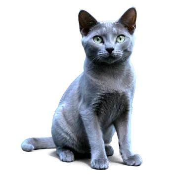 a gray cat sitting on a white surface