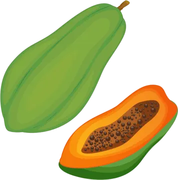 two papas on a white background