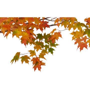 a branch with autumn leaves on it