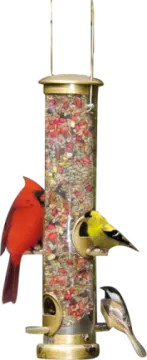 two birds are perched on a bird feeder