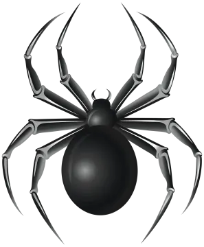 a black spider on a white background