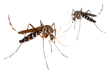 two mosquitoes on a white background