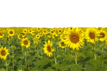 a field of sunflowers
