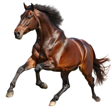 a brown horse galloing on a white background