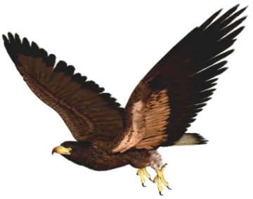 an eagle flying with its wings spread