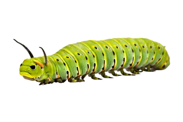 A close up of a green cater