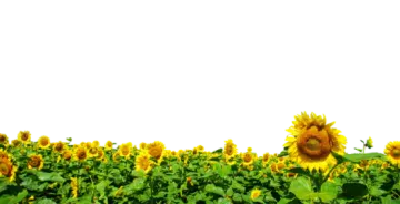 a field of sunflowers on a white background