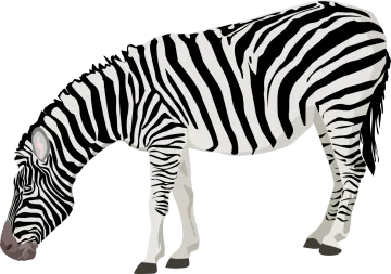 a zebra eating grass on a white background