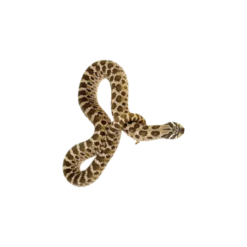 an image of a snake on a white background