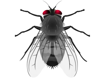 a black fly insect with red eyes