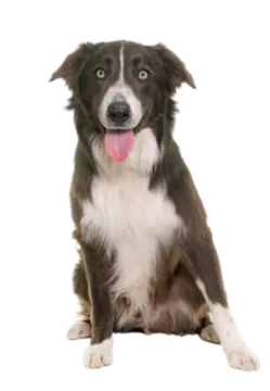 a brown and white dog sitting down with its tongue out