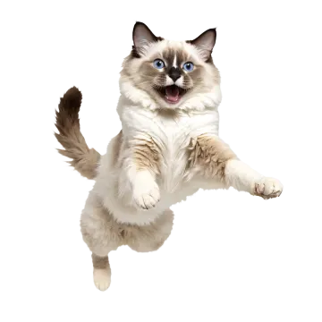 a cat is jumping up in the air