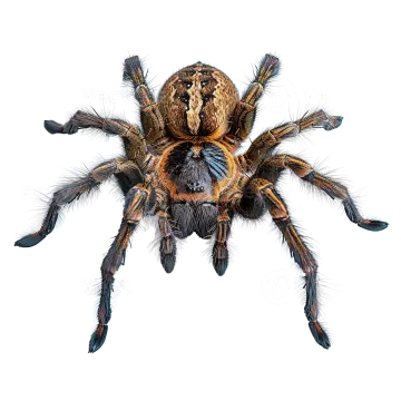 a tara spider on a white background