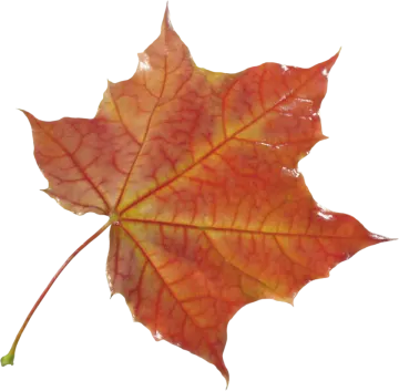 a red and yellow leaf on a white background