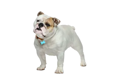 a white and brown dog with a blue collar