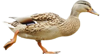 a duck walking across a white surface