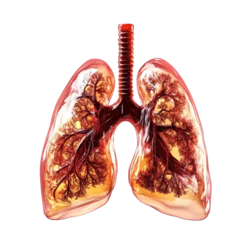 a diagram of the lungs
