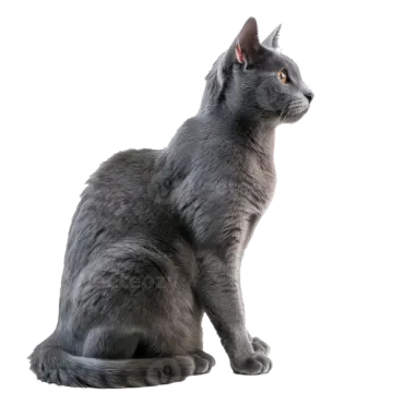 a gray cat sitting down and looking up
