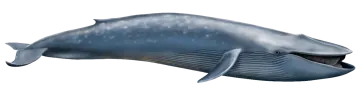 a blue whale with its mouth open