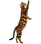a cat that is standing on its hinds