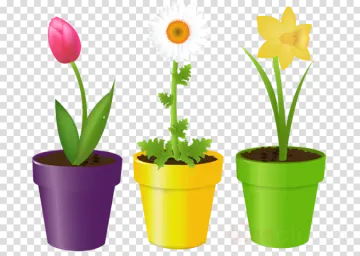 three pots with flowers in them on transparent background