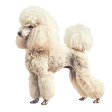a white poodle dog standing on its hinds