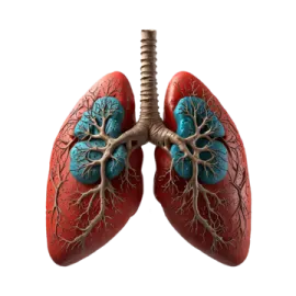 an image of a human lungs
