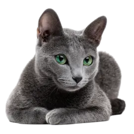 a gray cat with green eyes laying down