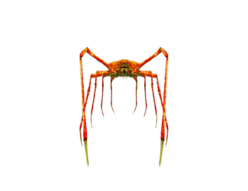 a close up of a spider on a white background