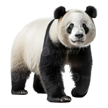 a panda bear standing up against a white background