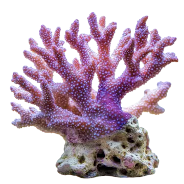 a purple and white coral on a white background