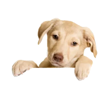 a close up of a dog looking over a sign