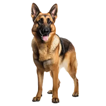 a german shepherd dog standing in front of a white background