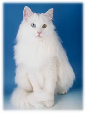 a white cat sitting on a blue background