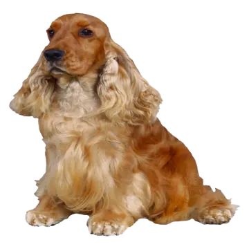 a brown and white dog is sitting down