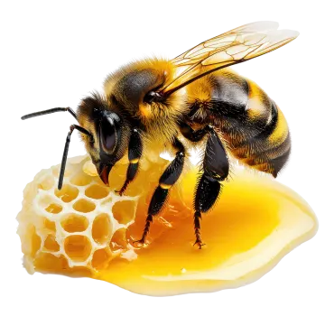 a bee is sitting on a piece of honey