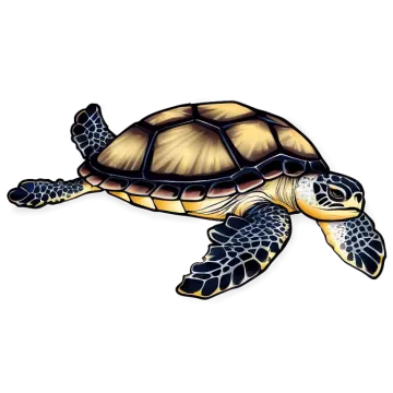a sea turtle on a white background